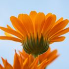 Calendula. Sommer in Kasachstan.