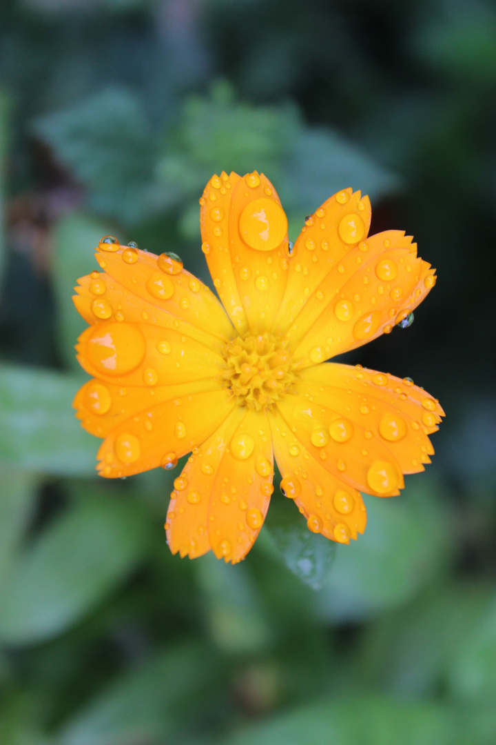 ... Calendula von oben....