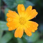 ... Calendula von oben....