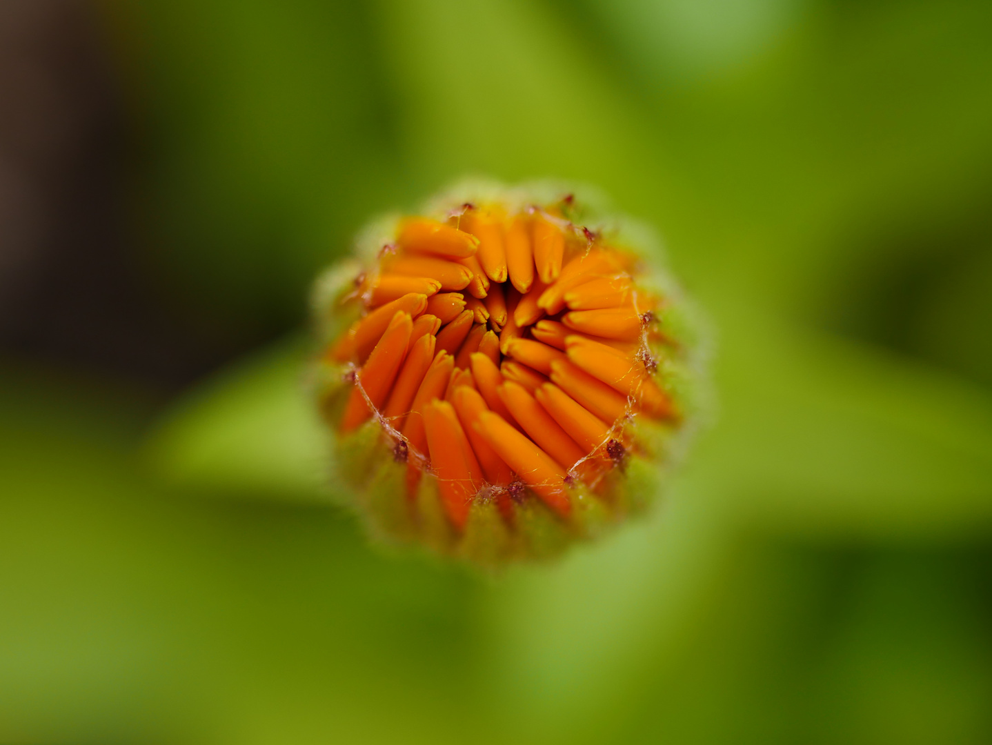 Calendula - waiting for flowering