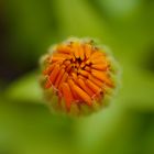 Calendula - waiting for flowering