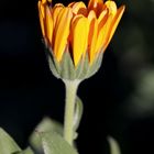 Calendula with a little bug