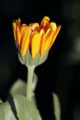 Calendula with a tiny bug