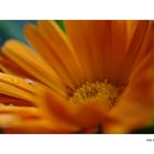 Calendula02