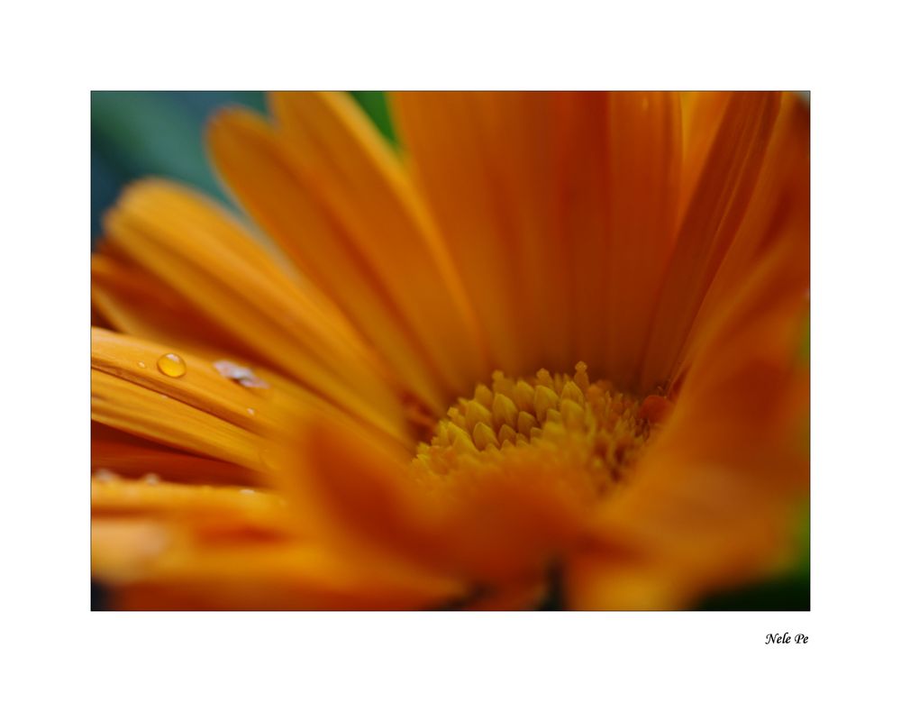 Calendula02