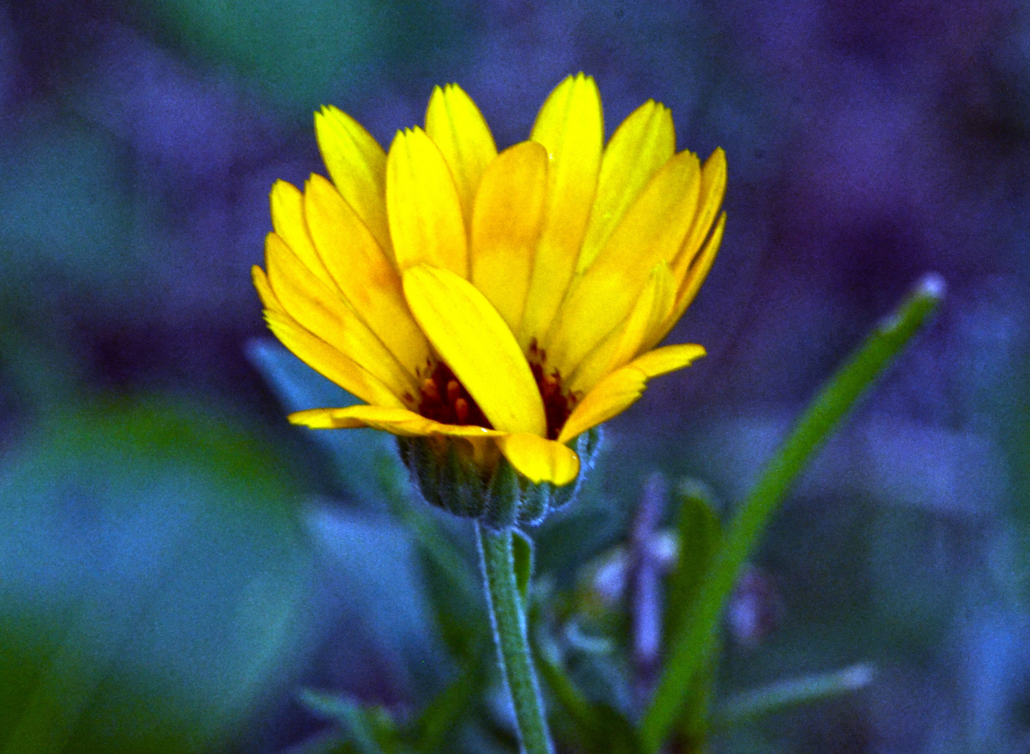 calendula1