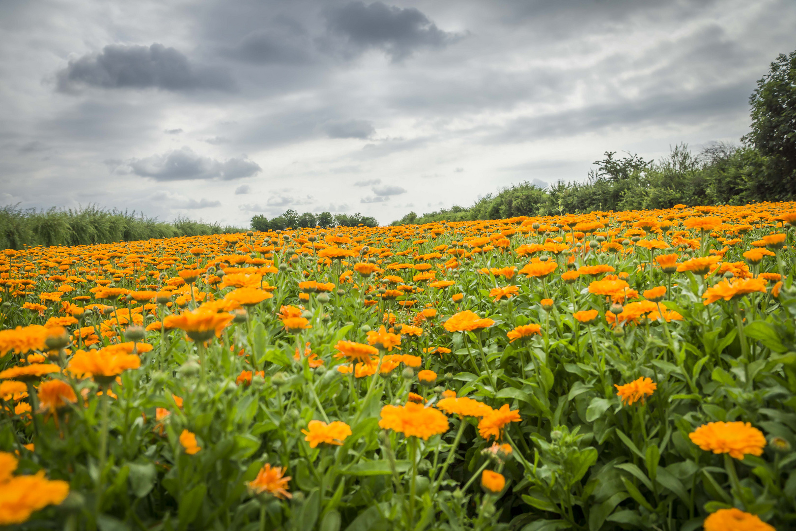 Calendulafeld