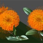 ´Calendulas