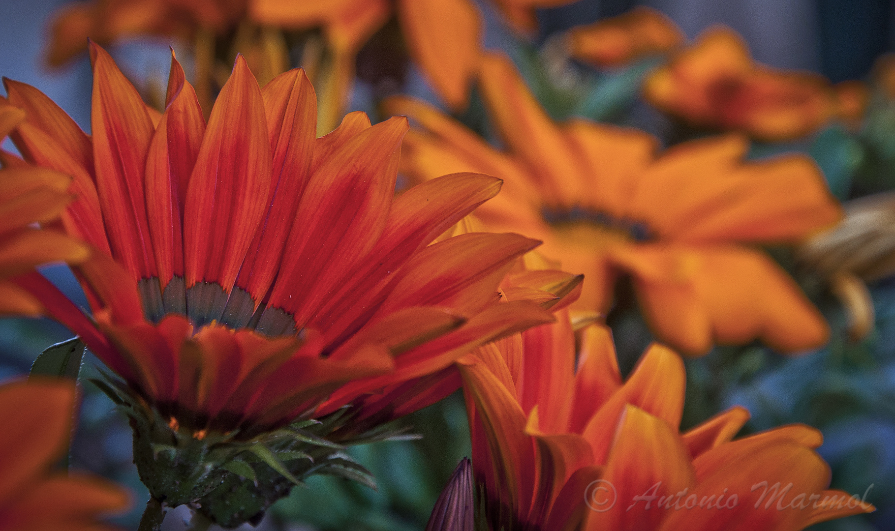 Calendulas