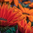 Calendulas