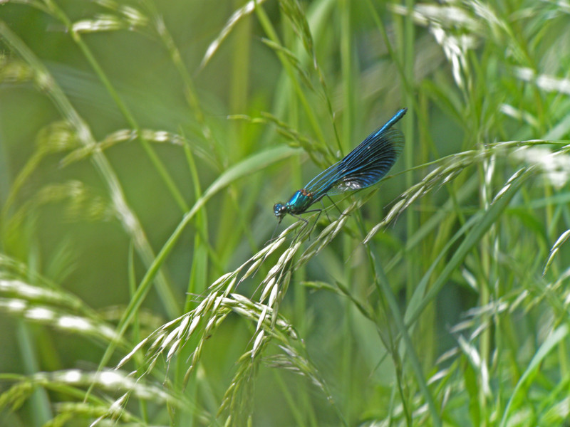 caleopteryx splendens au repos