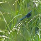 caleopteryx splendens au repos