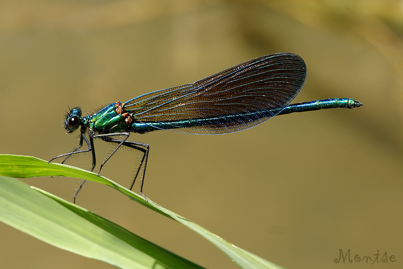 Caleopteryx xanthostoma