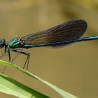 Caleopteryx xanthostoma