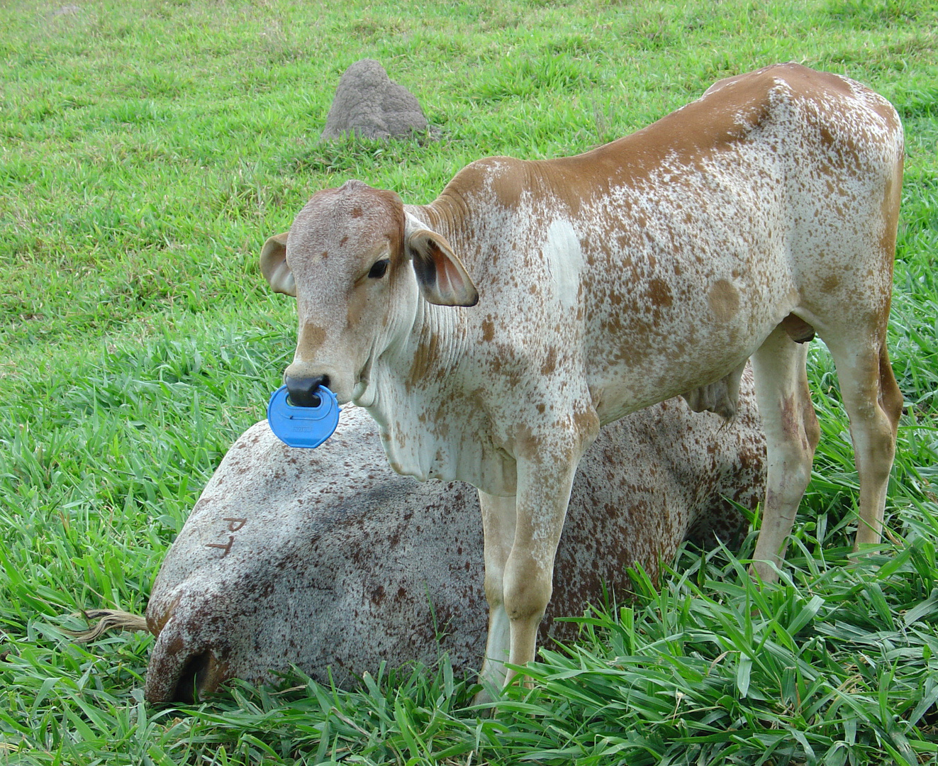 Calf and her mother