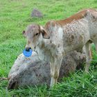 Calf and her mother