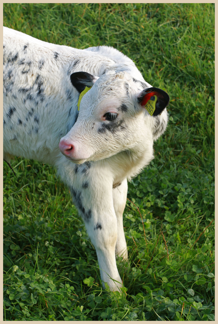 calf at farwood barton