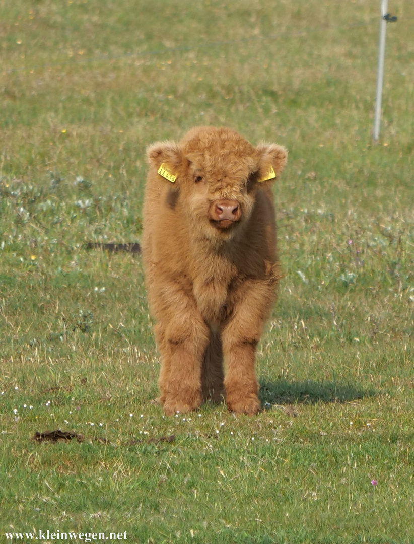 Calf