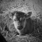 Calf