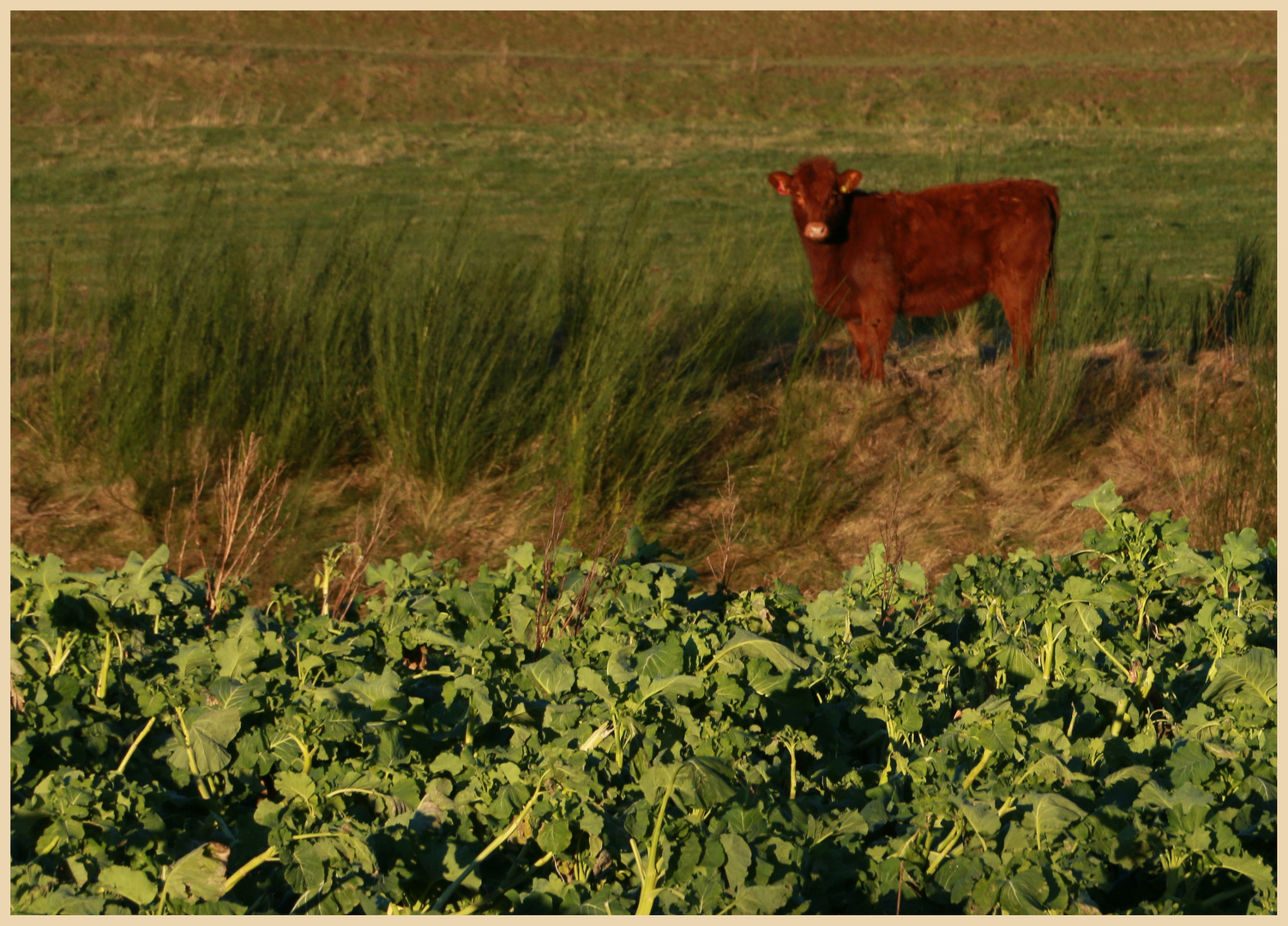 calf near a field of kale at Kilham