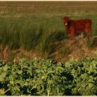 calf near a field of kale at Kilham