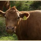 calf near southernknowe 4