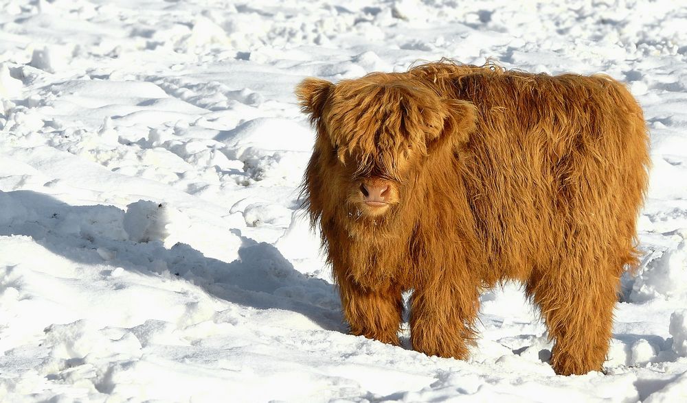 Calf of Highland cattle     