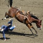 Calgary Stampede