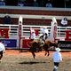 calgary stampede