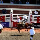 calgary stampede