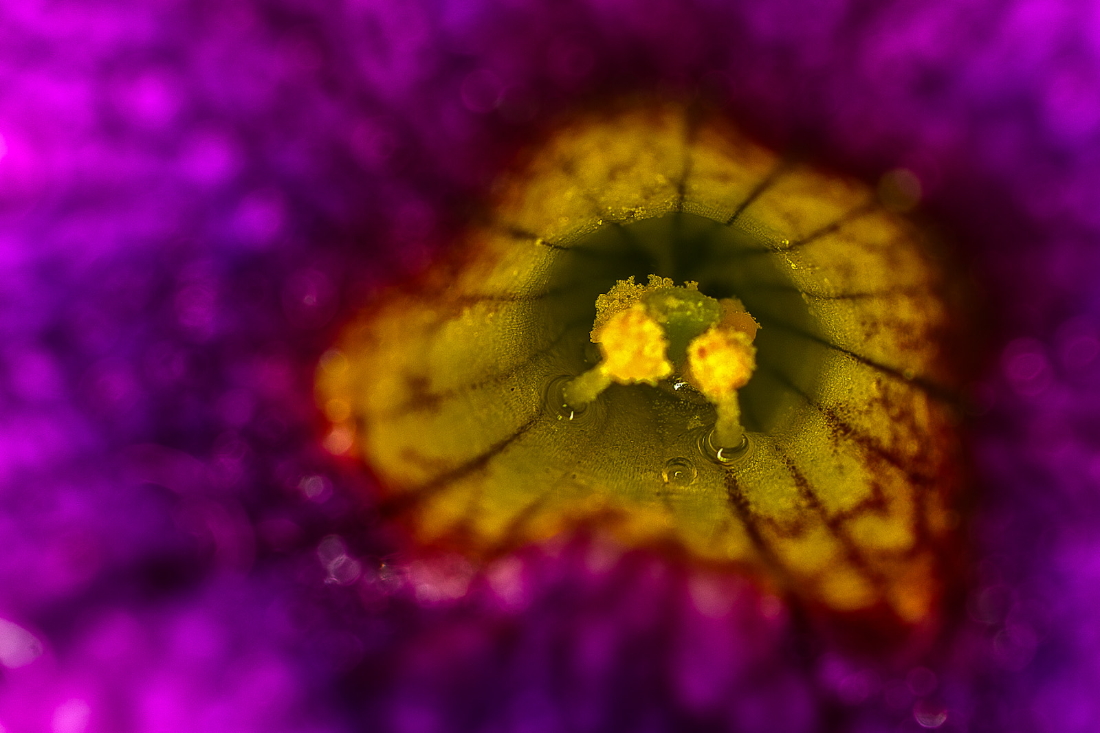Calibrachoa 'Million Bells' - im Inneren der Blüte