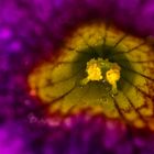 Calibrachoa 'Million Bells' - im Inneren der Blüte