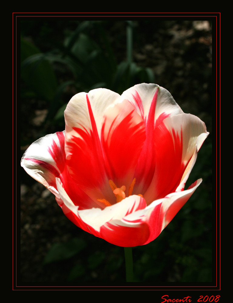 Calice Foto Immagini macro e close up, macro fiori e piante, fiori Foto su Calice Foto Immagini macro e close up, macro fiori e piante, fiori Foto su