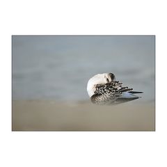 calidris alba