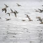 Calidris alba