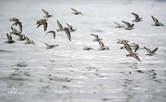 Calidris alba