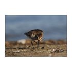 Calidris alpina #2