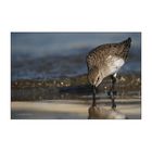 Calidris alpina #3