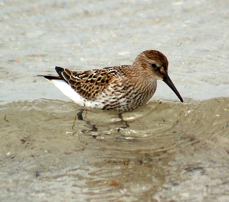 Calidris alpina , Alpenstrandläufer