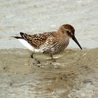 Calidris alpina , Alpenstrandläufer