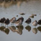 Calidris himantopus