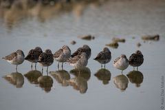 Calidris himantopus