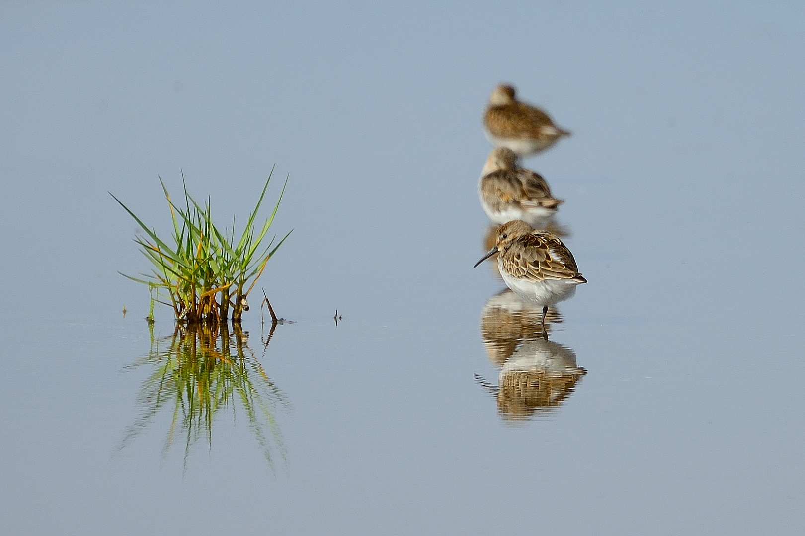 Calidris Maritima