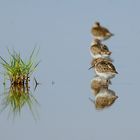 Calidris Maritima