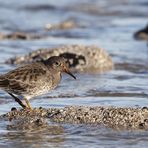 Calidris maritima