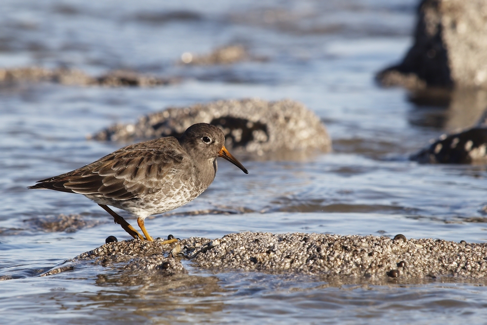 Calidris maritima