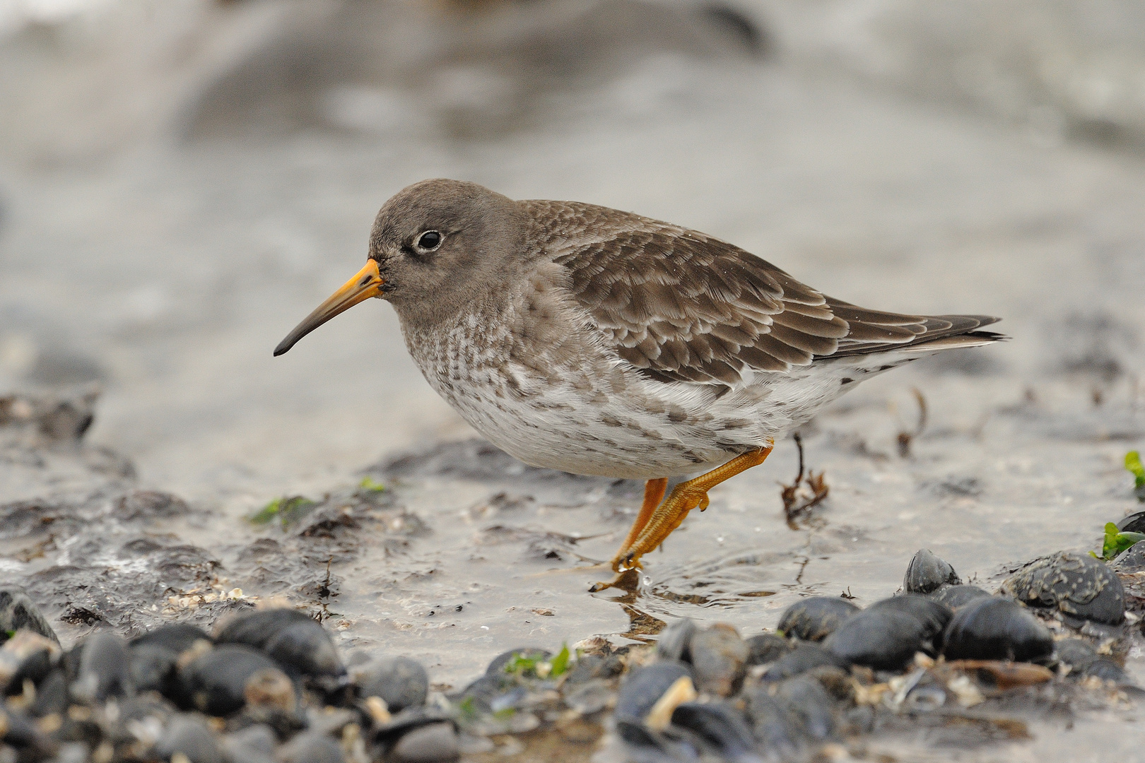 Calidris maritima