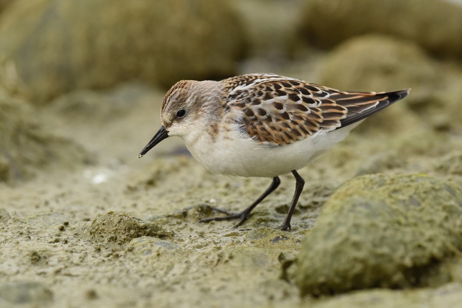 Calidris minuta