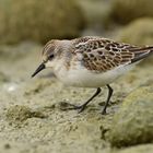 Calidris minuta