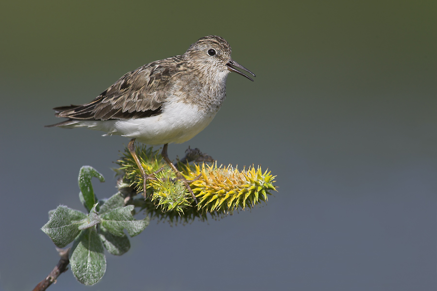 Calidris temminckii....